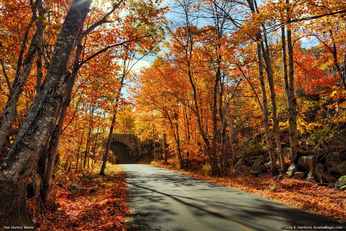 Autumn leaves in Bar Harbor and Acadia