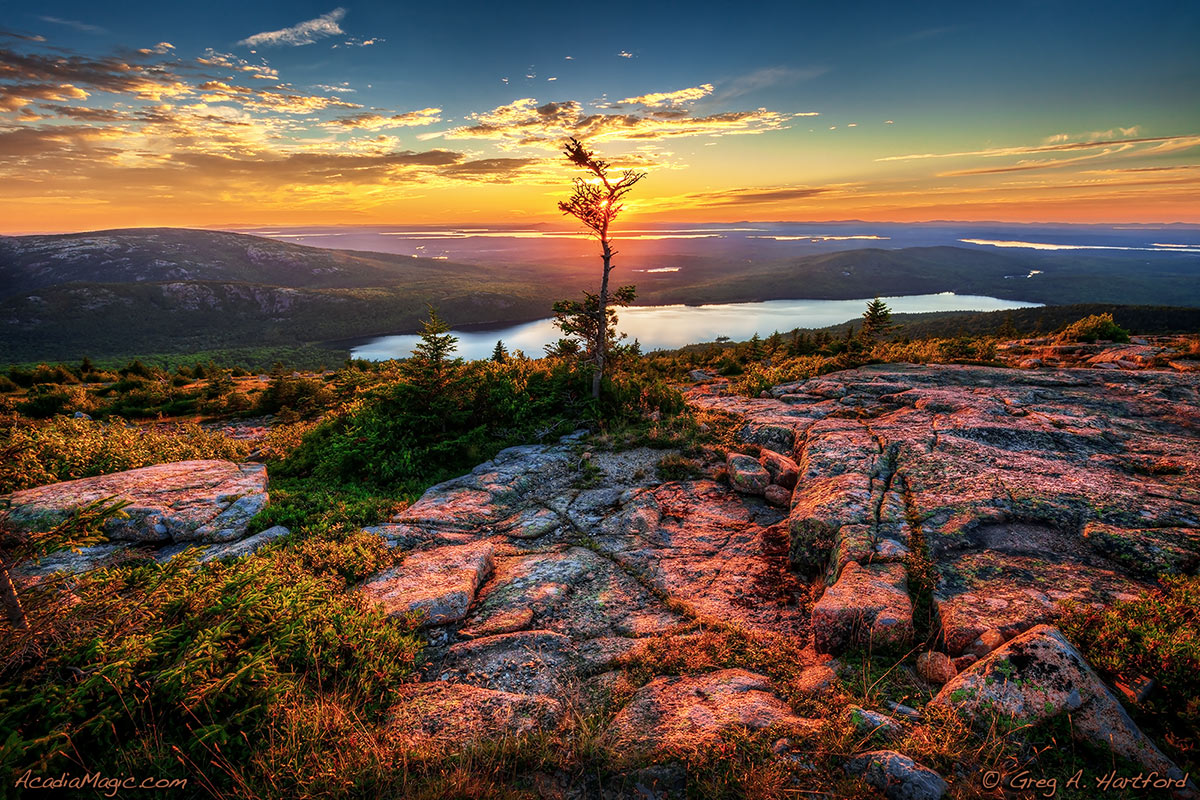 Silhouette of small tree on Cadillac Mountain against a sunset