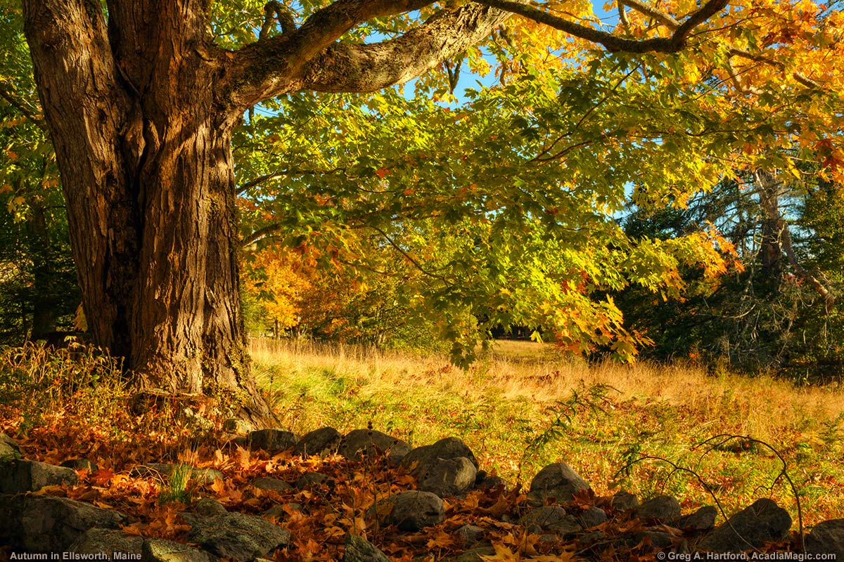 Old Maple Tree in Ellsworth, Maine
