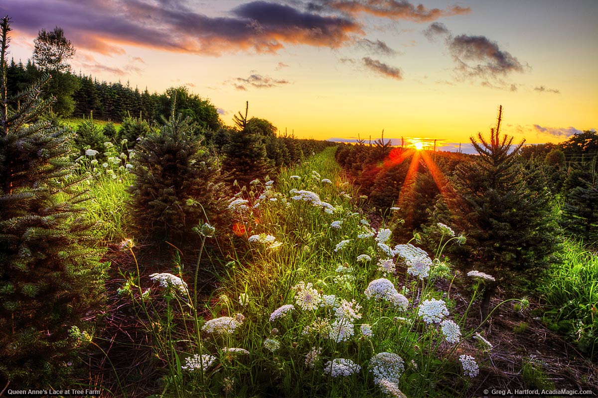 Queen Anne's Lace at a tree farm during a sunset in central Maine