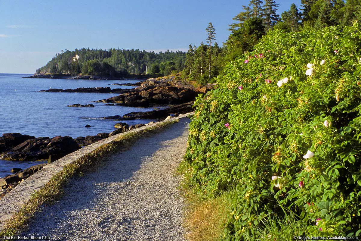 Wild Roses next to Bar Harbor Shore Path