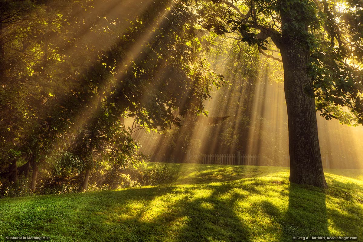 Golden Rays of Sunlight in Seal Harbor, Maine