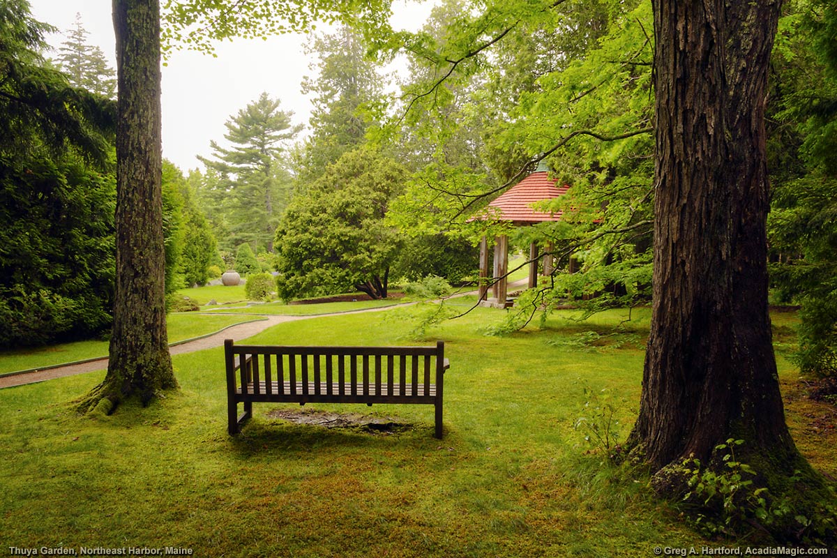Thuya Garden on a foggy and moist overcast day