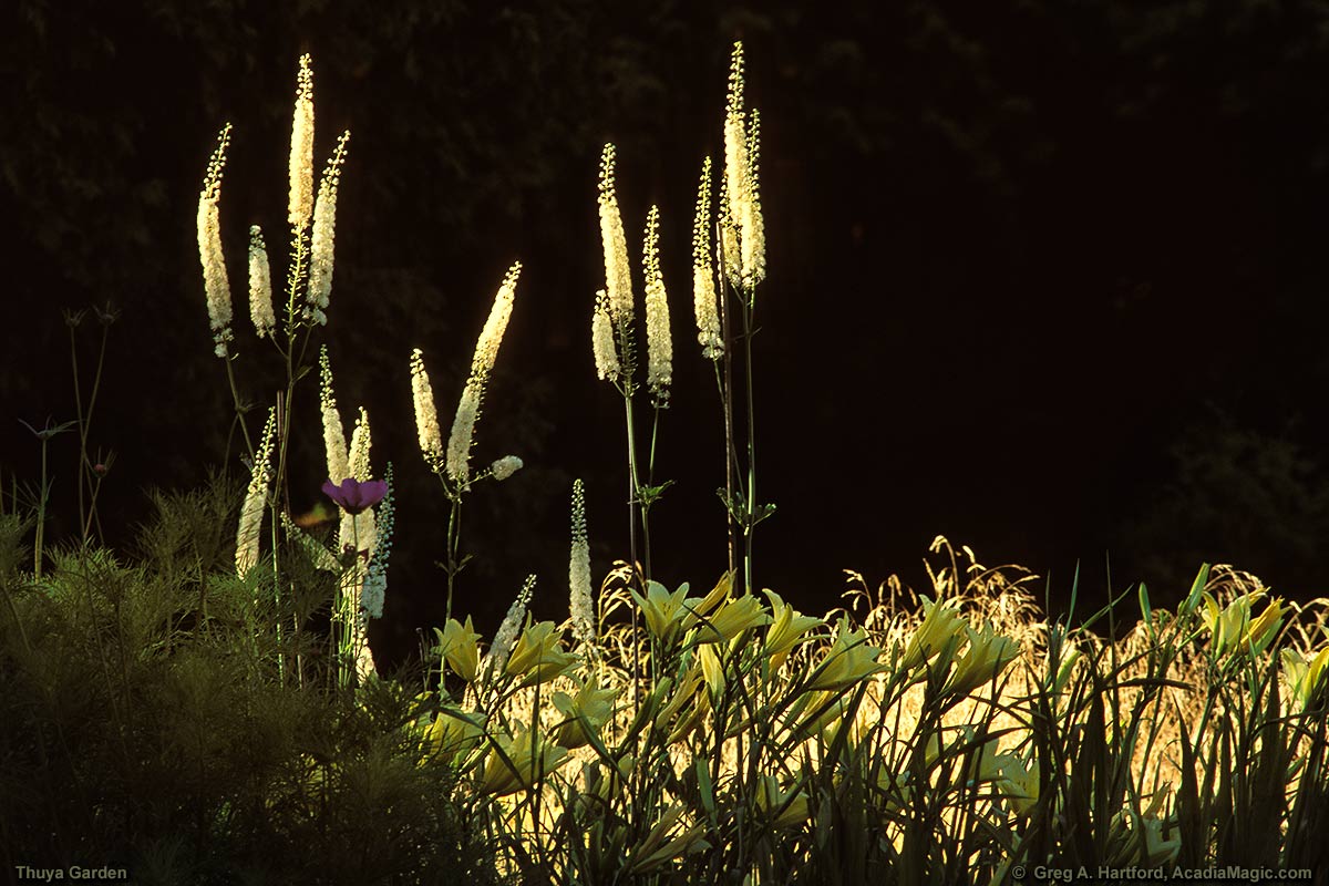 Flowers bathed in morning light like centuries standing guard
