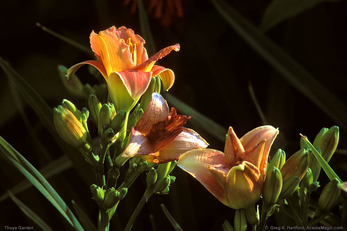 Close-up of some of the flowers in Thuya Garden