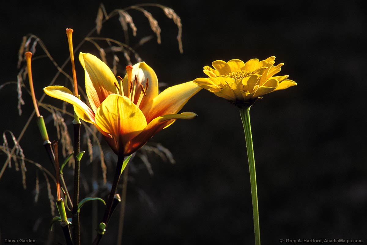 Flowers in Thuya Garden in Northeast Harbor, Maine
