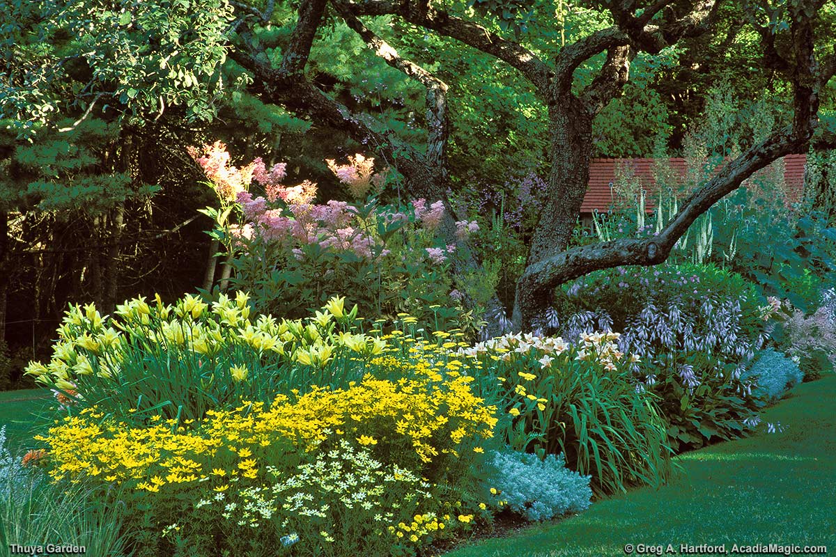 Original orchard tree in Thuya Garden surrounded by flowers