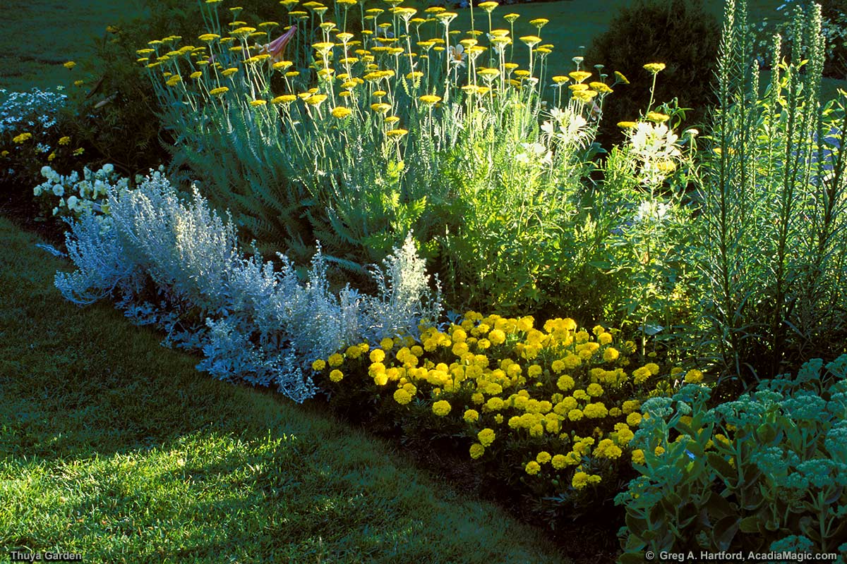 Early morning light just touches some flowers in Thuya Garden