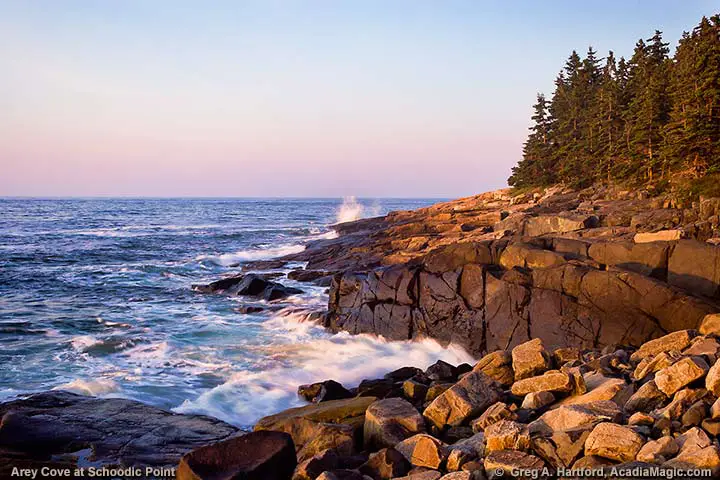 Bird Watcher at Arey Cove in Schoodic