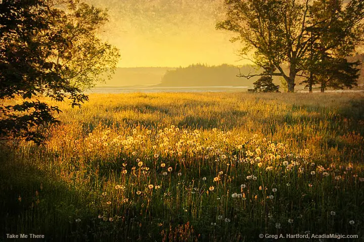 Dandelions on Thompson Island in Acadia National Park