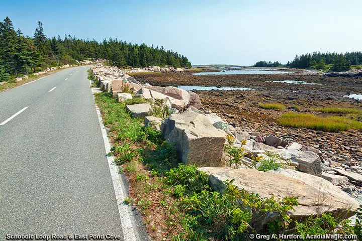 East Pond Cove next to Schoodic Loop Road
