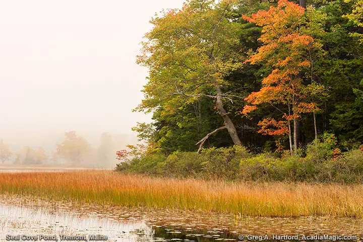 Seal Cove Pond in Tremont, Maine