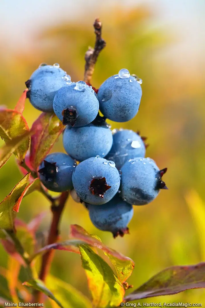 Maine Blueberries