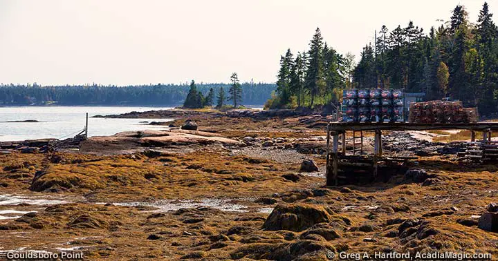 Gouldsboro Point, Maine at Low Tide
