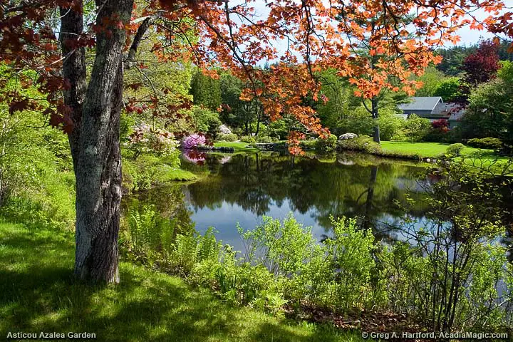 The garden during late June