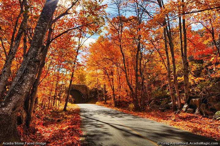 Colorful autumn trees next to Bar Harbor road