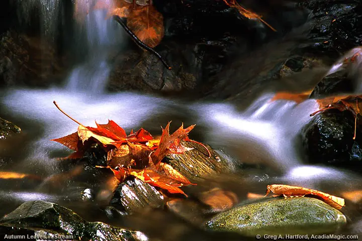 Autumn Leaves