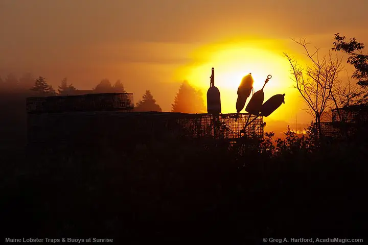 Lobster buoys and traps at sunrise