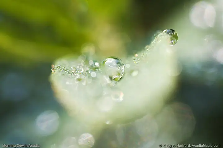 Morning dewdrops on leaf in Wild Gardens of Acadia