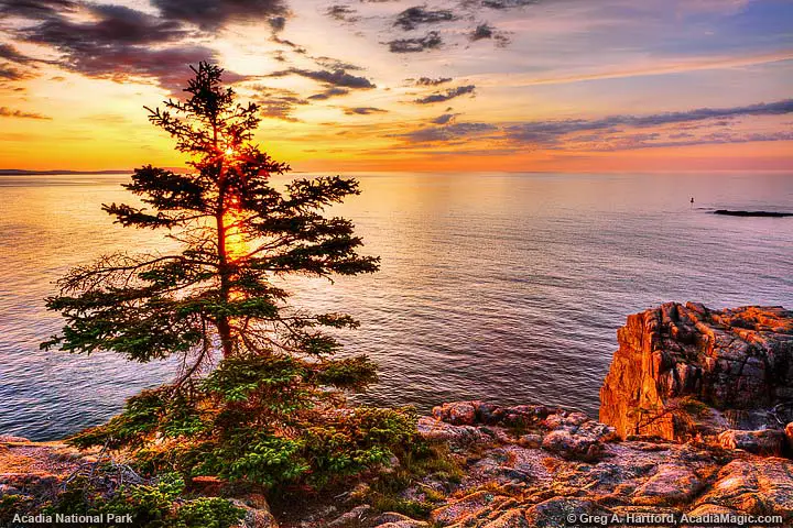 This is a view of a sunrise from Otter Cliff in Acadia National Park, Maine. Sunrise at Otter Cliff with tree silhouette