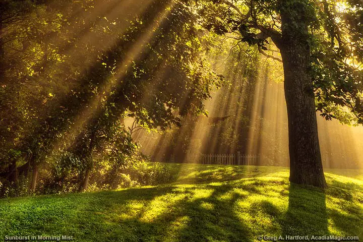 Rays of morning light breaking through mist and leaves