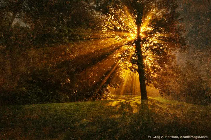 Rays of sunlight bursting through tree and mist