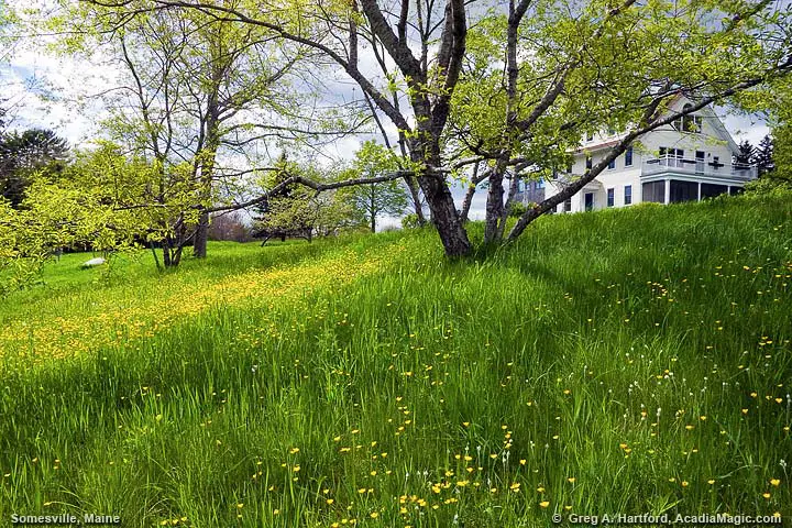 Spring Flowers in Somesville, Maine
