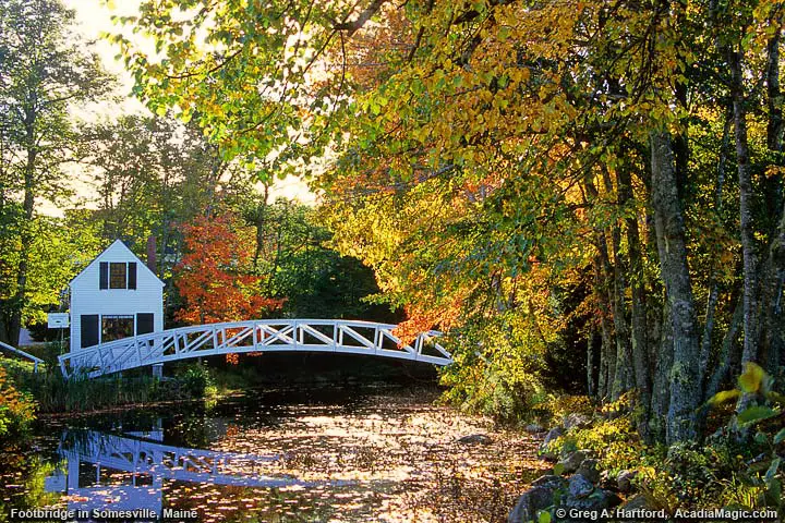 Autumn colored leaves