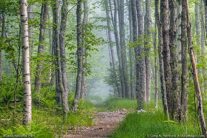 Hiking trail near Abbe Museum in Acadia National Park, Maine