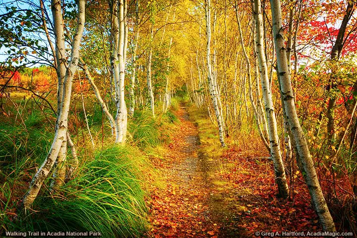 Bar Harbor hiking trail with white birch trees